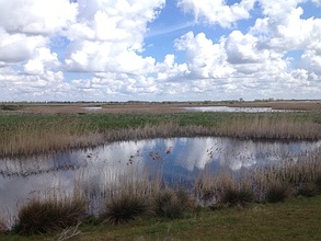 Ouse Fen